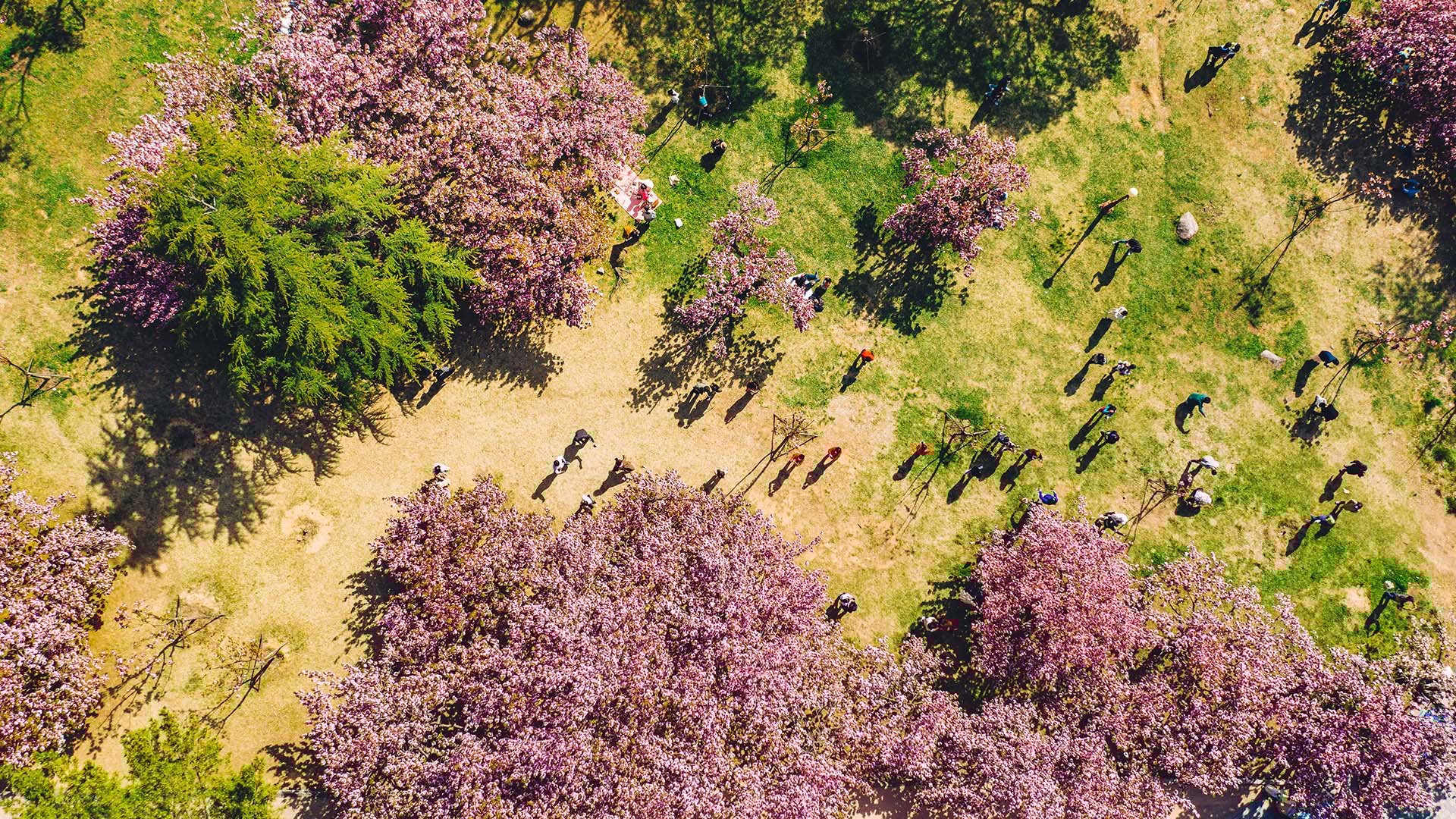 Aerial view of people enjoying cherry blossom trees in full bloom at a park, with the vibrant pink flowers contrasting the green grass and trees. Aerial view of people enjoying cherry blossom trees in full bloom at a park, with the vibrant pink flowers contrasting the green grass and trees.