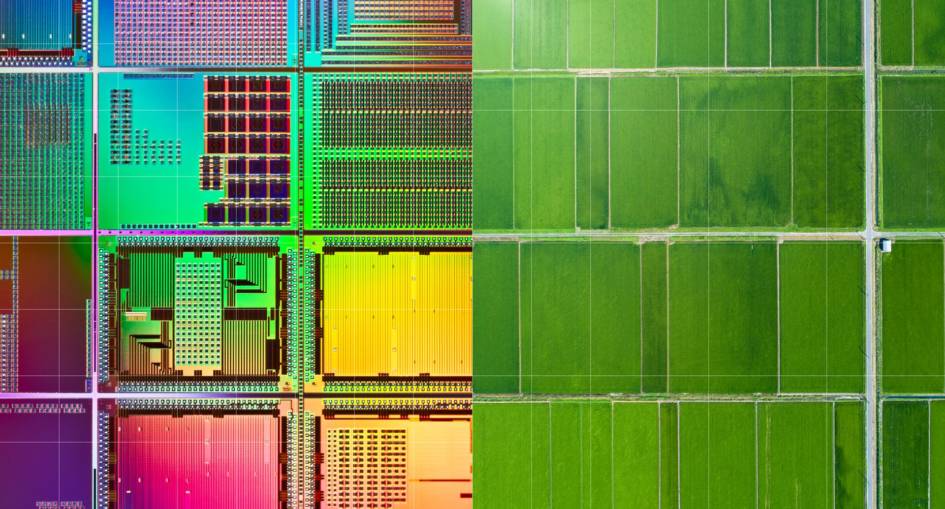 Green fields of plants on a farm